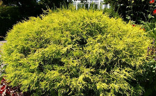 Chamaecyparis Pisifera 'Filifera Aurea', Sawara Cypress 'Filifera Aurea', Japanese Cypress 'Filifera Aurea', evergreen shrub, golden shrub