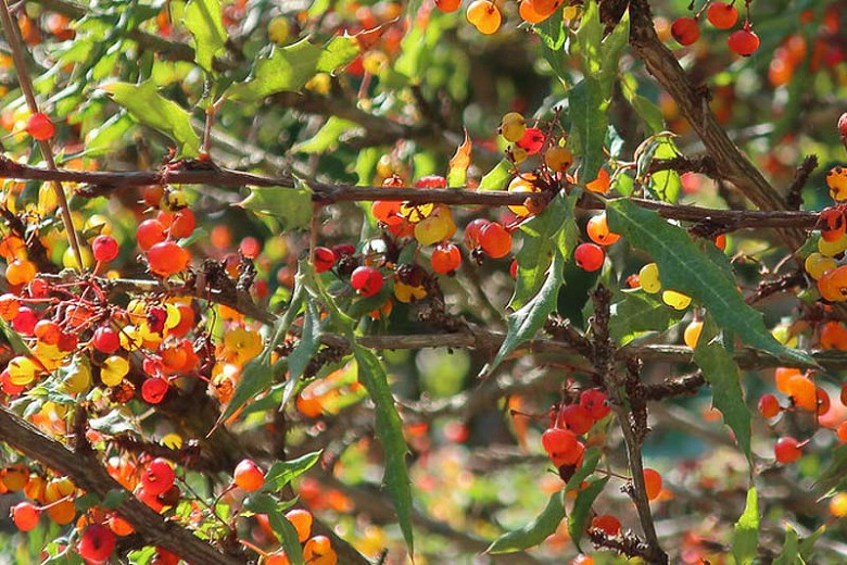 Berberis Koreana, Nevin's Barberry, Mahonia nevinii, Odostemon nevinii, Berries, Shrub with Berries, Evergreen Shrub, Red Berries, Flowering Shrub