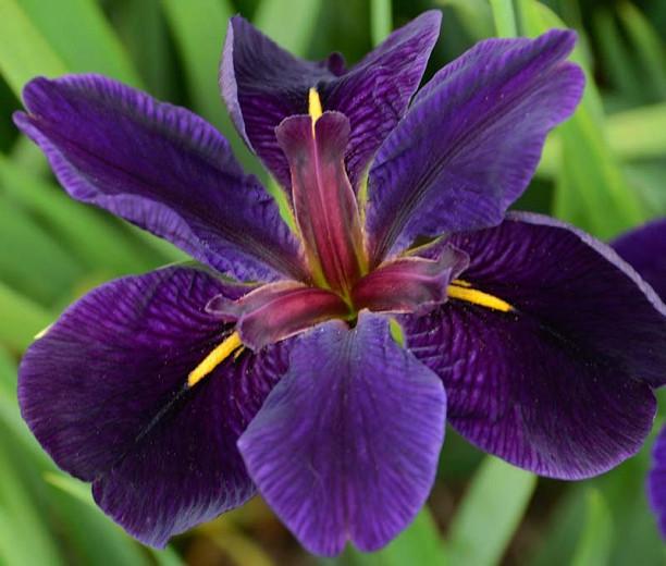 Iris 'Black Gamecock', Louisiana Iris, Purple Iris, Purple flowers, Dark Flowers, Dark Iris