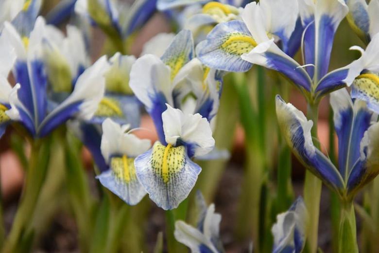 Iris 'Sea Breeze', Dwarf Iris 'Sea Breeze', Iris reticulata 'Sea Breeze', Iris reticulata, Dwarf iris, Early spring Iris,White flowers, White iris,Blue flowers, Blue iris