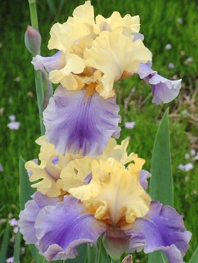 Iris 'Edith Wolford', Tall Bearded Iris 'Edith Wolford', Iris Germanica 'Edith Wolford', Mid Season Irises, Blue irises, Award Irises, Bicolor Irises, Yellow Irises