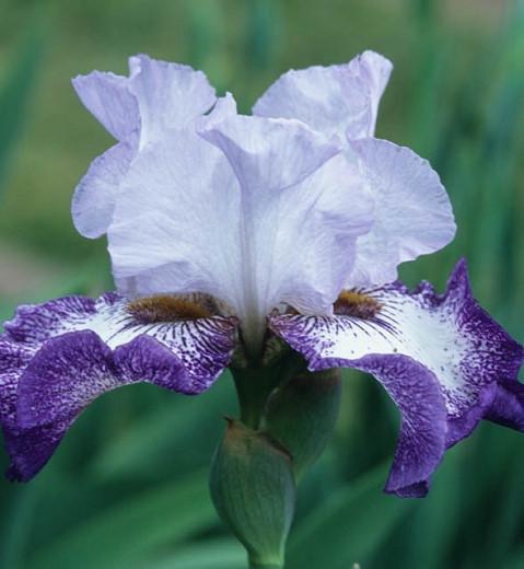 Iris 'Everything Plus', Tall Bearded Iris 'Everything Plus', Iris Germanica 'Everything Plus', Mid Season Irises, Purple irises, Award Irises, Bicolor Irises, White Irises, Blue Irises