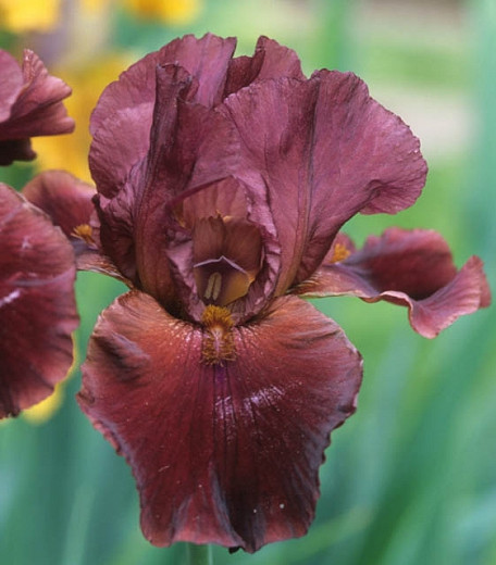 Iris 'Red Rider', Tall Bearded Iris 'Red Rider', Iris Germanica 'Red Rider', Early Season Irises, Red irises, Award Irises, Purple Irises