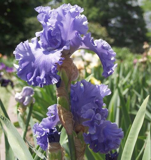 Iris 'Sea Power', Tall Bearded Iris 'Sea Power', Iris Germanica 'Sea Power', Fragrant Irises, Fragrant bearded irises, Mid Season Irises, Blue irises, Award Irises