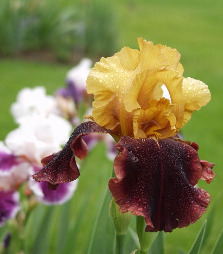 Iris 'Supreme Sultan', Tall Bearded Iris 'Supreme Sultan', Iris Germanica 'Supreme Sultan', Late Midseason Irises, Bicolor irises, Award Irises, Yellow Irises