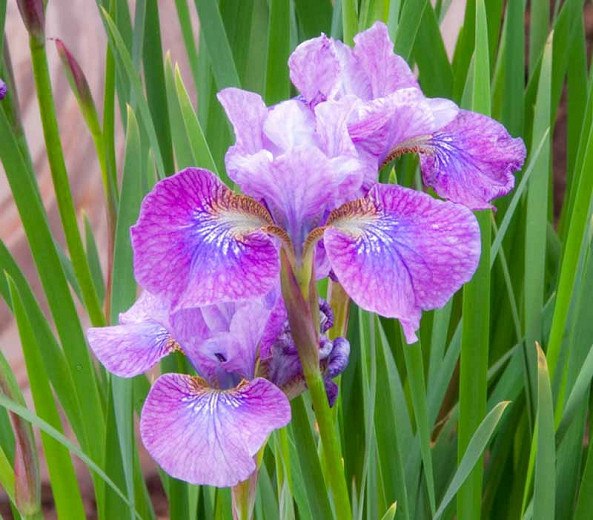 Siberian Iris Granny Jean, Iris Siberica Granny Jean, Siberian flag Strawberry Granny Jean, Iris Granny Jean, Purple Iris, Purple Siberian iris, Purple flowers