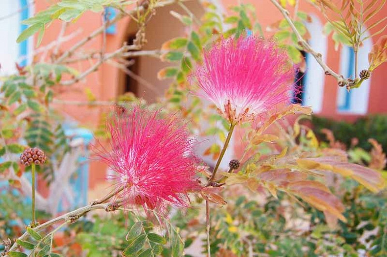 Albizia julibrissin f. rosea, Albizia julibrissin, Silk Tree, Pink Silk Tree, Mimosa, Albizia julibrissin 'Rosea', deciduous shrub, pink flowers, fragrant shrub