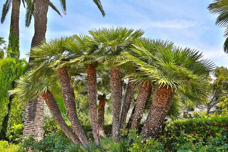 Chamaerops humilis, European Fan Palm, Dwarf Fan Palm, European Fan Palm, African Hair Palm, Drought tolerant tree, Tropical Plant, Palm Tree, Blue Palm Tree, Blue Palms