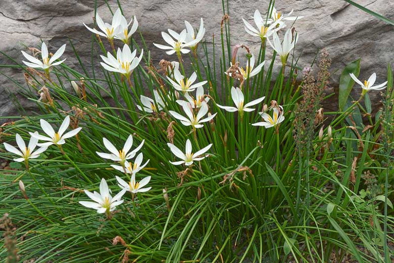 Zephyranthes atamasca, Atamasco Lily, Rain Lily, Amaryllis atamasca, Atamosco atamasca, Zephyranthes atamasca var. atamasca, White flowers