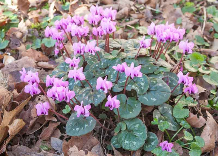 Are Cyclamen Toxic To Cats And Dogs