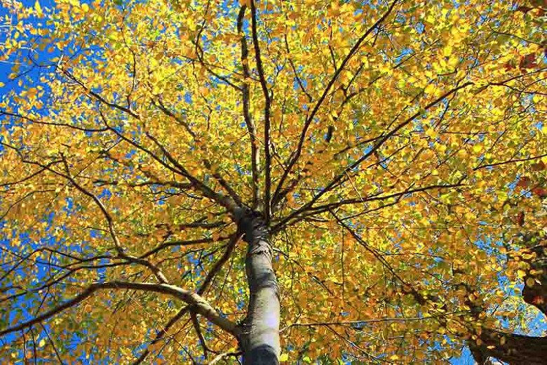 Betula pendula, Silver Birch, Bed Wen, Birk Tree, Common Birch, European White Birch, Lady Birch, Lady of the Woods, Warty Birch, Weeping Birch, Tree with fall color, Fall color, Attractive bark Tree, white Birch,