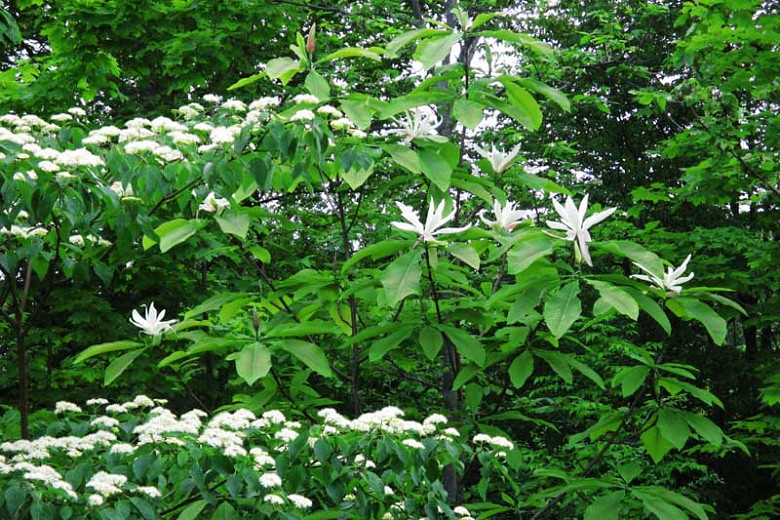 Magnolia tripetala, Umbrella Tree, Umbrella Magnolia, Magnolia virginiana var. tripetala