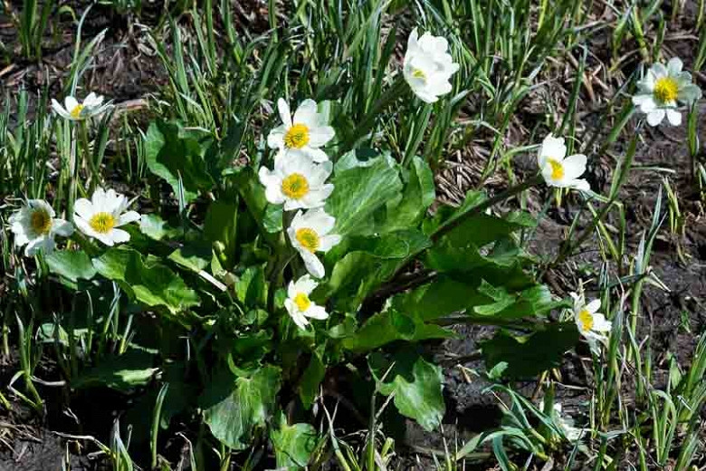 Caltha leptosepala, Western Marsh Marigold, White Marsh Marigold, Elks-Lip, White Flowers