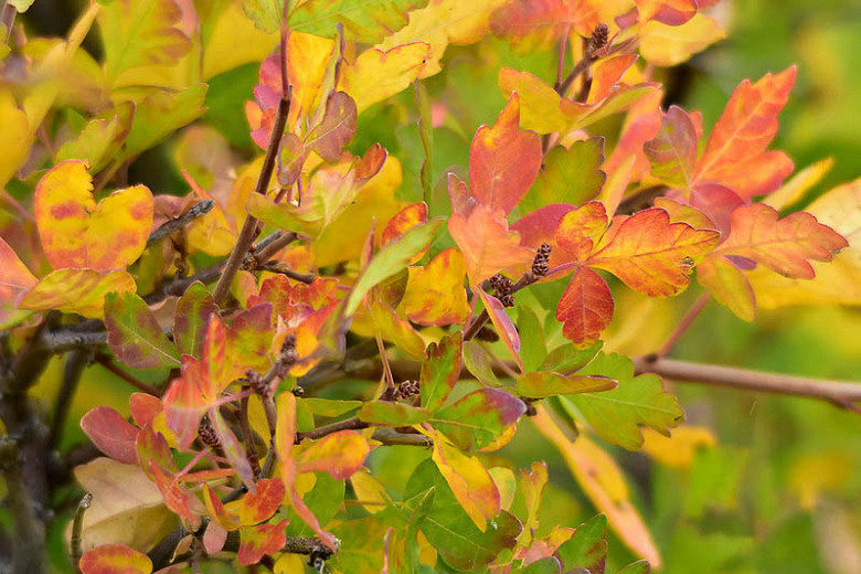 Rhus trilobata (Skunkbush Sumac)