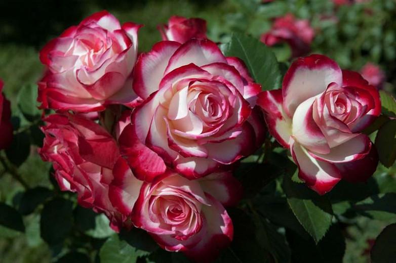 Rosa Cherry Parfait Grandiflora Rose