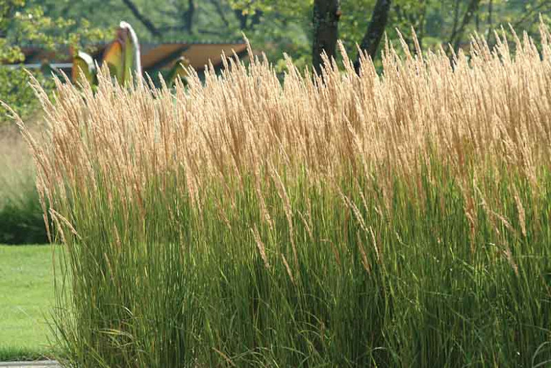 Image of Feather Reed Grass (Calamagrostis x acutiflora)