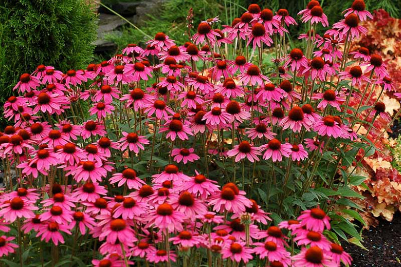 Echinacea 'Amazing Dream', Coneflower 'Amazing Dream', Pink coneflower, Pink coneflowers, Pink Echinacea, Coneflower, Coneflowers