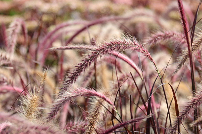 Purple Fountain Grass ubicaciondepersonas.cdmx.gob.mx