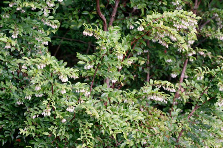 15-20 Vaccinium ovatum-Evergreen Bilberry 