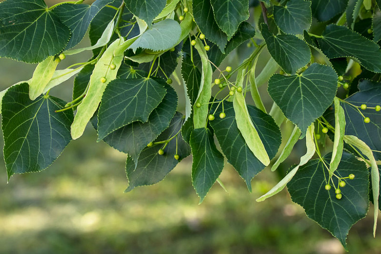 Tilia americana, American Linden, American Basswood, American Lime, Deciduous Tree