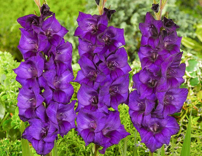 Sword Lily 'Purple Flora', Gladiolus 'Purple Flora', Gladiola Purple Flora, Gladiolus x Hortulanus 'Purple Flora', Purple Sword Lilies, Gladioli 'Purple Flora', Purple Sword Lily