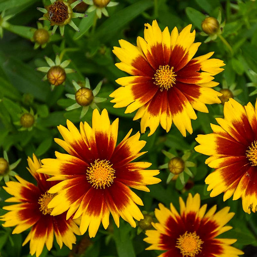 Coreopsis 'Star Cluster',Tickseed Star Cluster, Drought tolerant plants, bicolor coreopsis