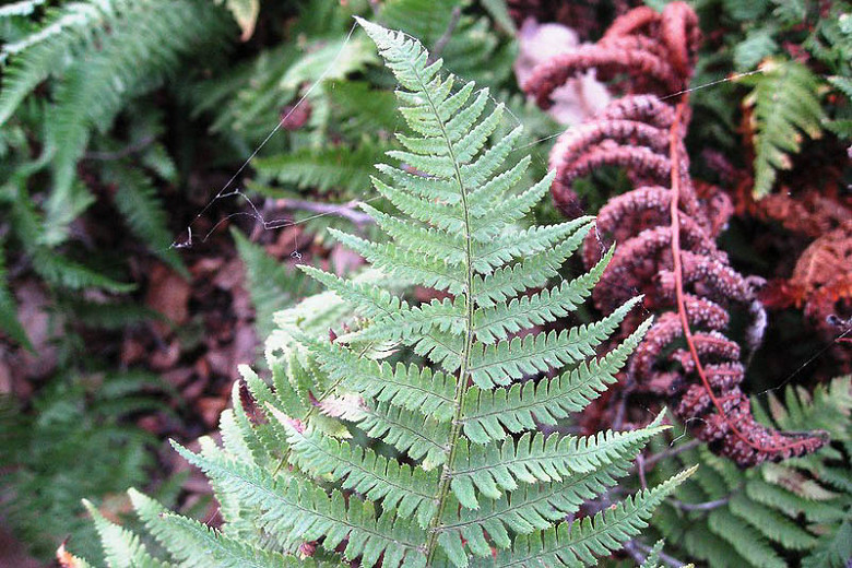 Image of Wood fern perennial plant