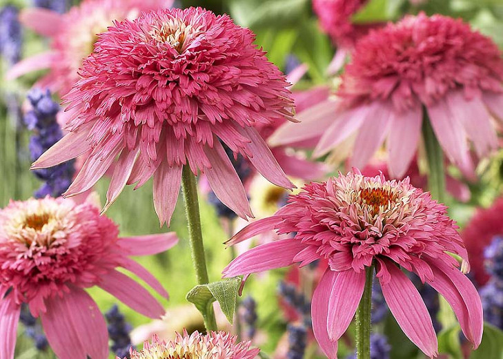 Image of Echinacea pink perennial flower