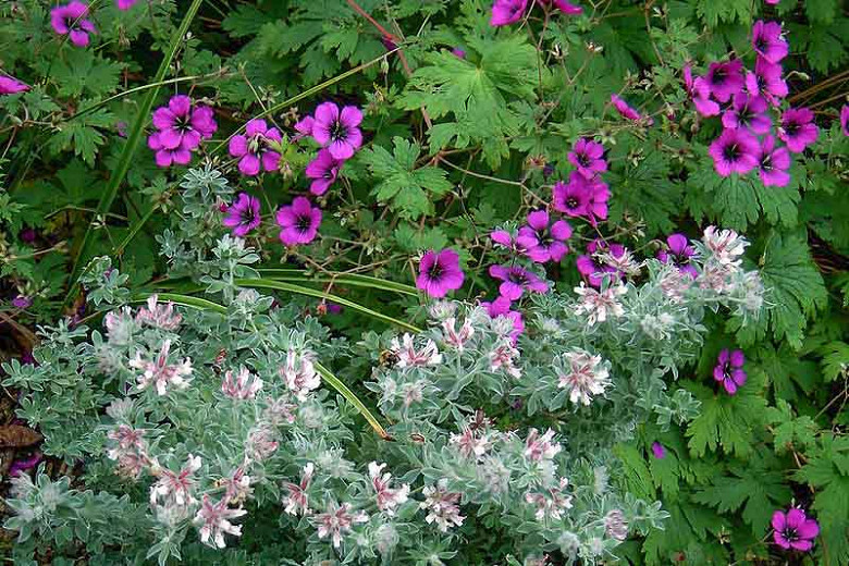 Dorycnium hirsutum, Hairy Canary Clover, Lotus hirsutus, Mediterranean Plants, Drought Tolerant plant, Evergreen Shrub, Pink Flowers