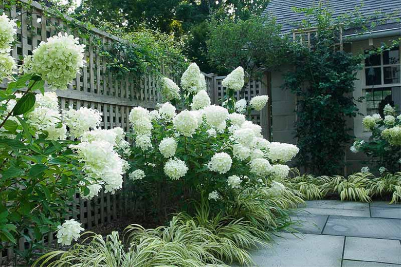 Image of Limelight Hydrangea in a Shrub Border
