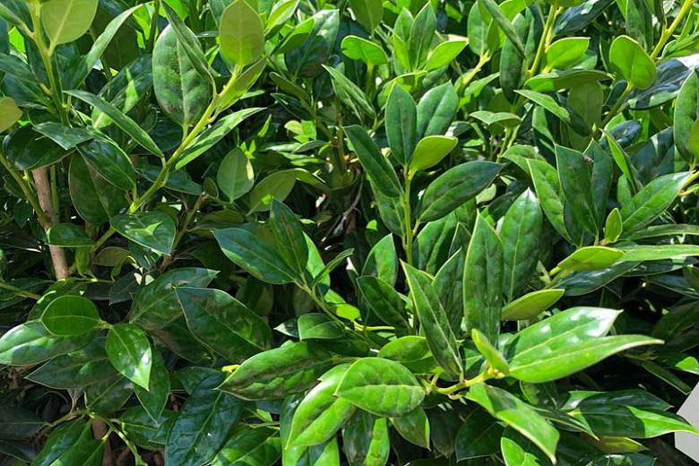 Ilex crenata 'Sky Pointer', Japanese Holly 'Sky Pointer', Sky Pointer Japanese Holly, evergreen shrub, Black Berries, columnar shrub