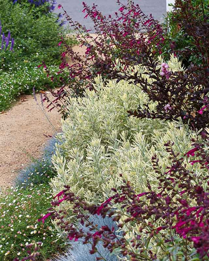 Lavandula x allardii 'Meerlo', Variegated Lavender, Variegated Allard's Lavender, Purple flowers, Drought tolerant plant, Summer blooms, Deer resistant plants, fragrant flowers