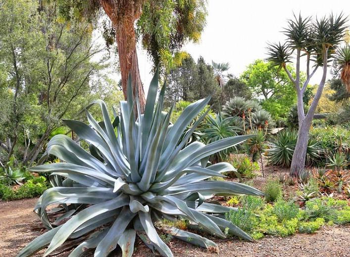 TÌNH YÊU CÂY CỎ ĐV4 - Page 28 LEFT-%20Agave%20franzosinii%20RIGHT-%20Aloidendron%20%E2%80%98Hercules%E2%80%99