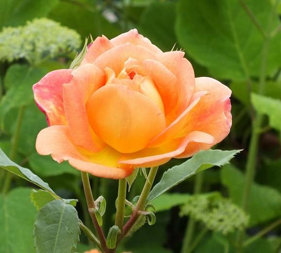 Rosa Lady Of Shalott English Rose