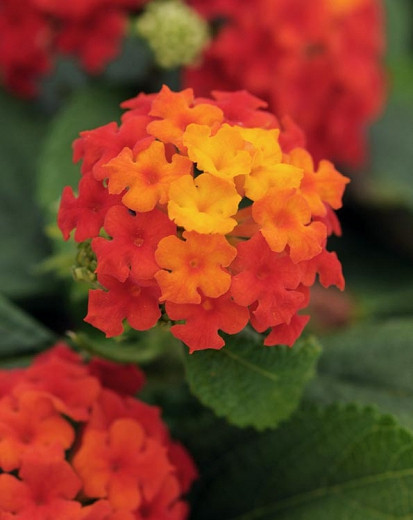 Image of Lantana red flowers that bloom all summer