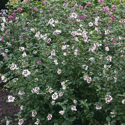 Rose Of Sharon Tree