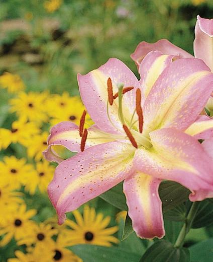 Lilium Tom Pouce Oriental Lily