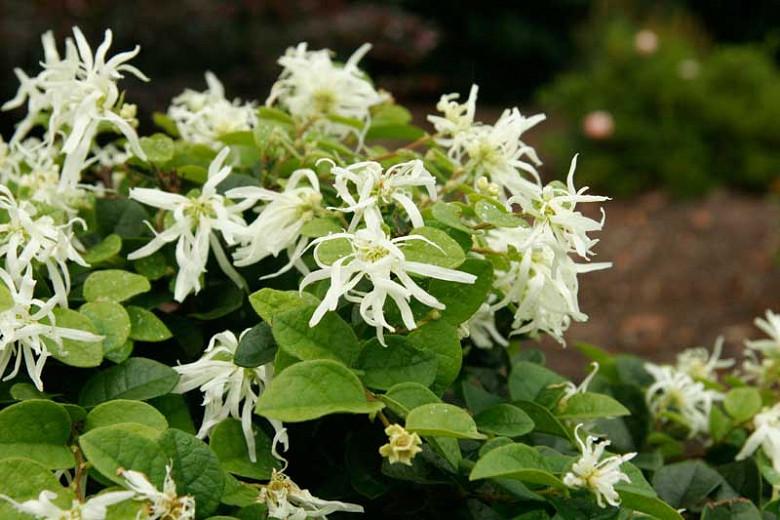 Loropetalum chinense 'Emerald Snow',Chinese Fringe Flower 'Emerald Snow', Emerald Snow Chinese Fringe Flower, Loropetalum chinense 'Shang-White', evergreen shrubs, White flowers