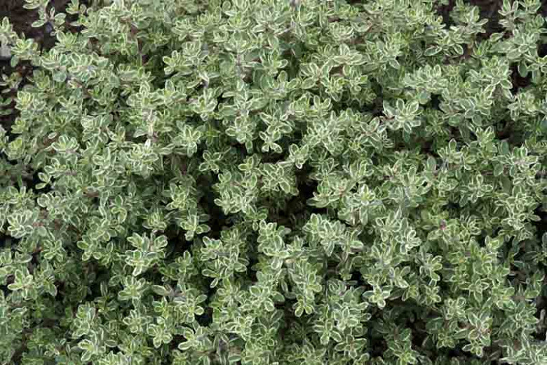 3 Thyme Silver Queen Plug Plants Modern Fashion As one of the online