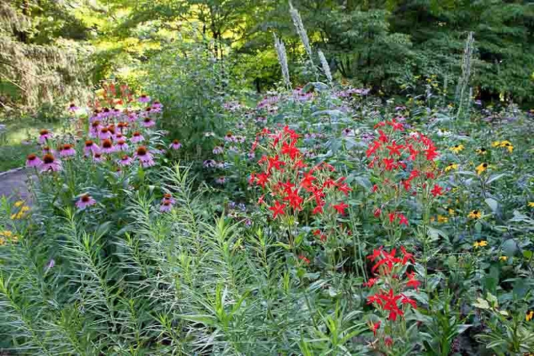 Silene regia, Royal Catchfly, Campion, Indian Fire Pink, Red flowers, Drought tolerant plants