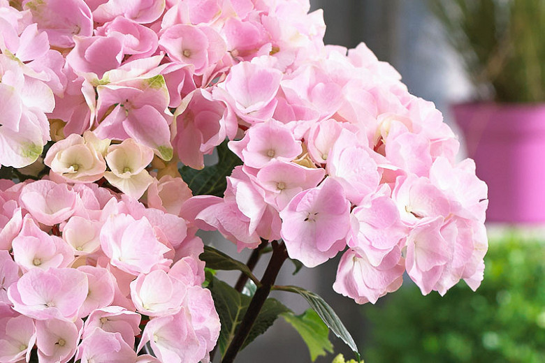 Image of Flamingo hydrangea flower