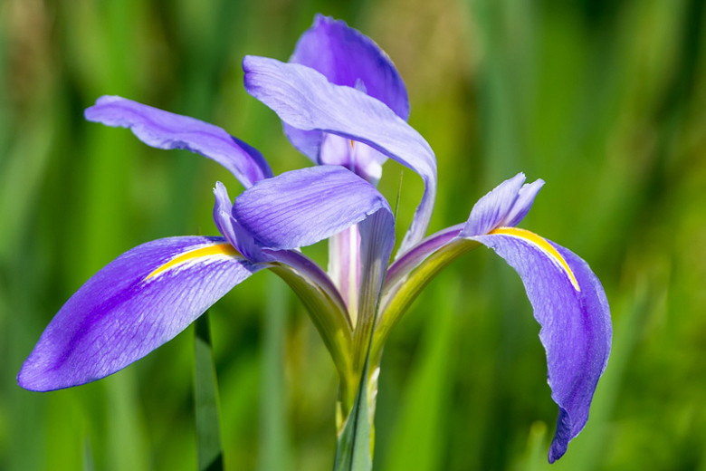 Iris cristata, Dwarf Crested Iris, Lady's Calamus, Lavender Flowers, Bicolor Iris, Bicolor Flowers, Groundcover Iris