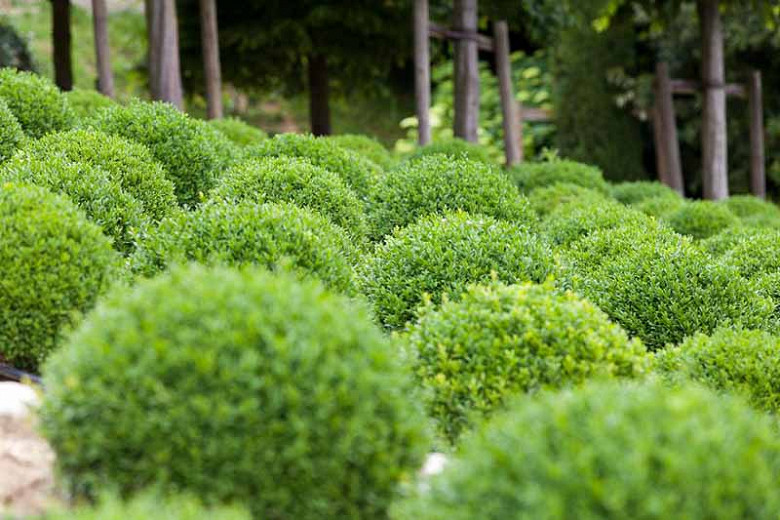 Image of Boxwood (Buxus sempervirens) evergreen shrub