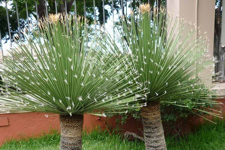1 PLANT Dasylirion acrotrichum SUCCULENT PLANT little palm no agave aloe 