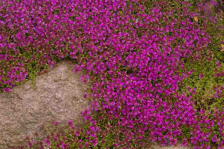 Thymus serpyllum 'Magic Carpet' (Creeping Thyme)