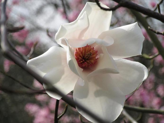 TÌNH YÊU CÂY CỎ - Page 64 Magnolia%20salicifolia2