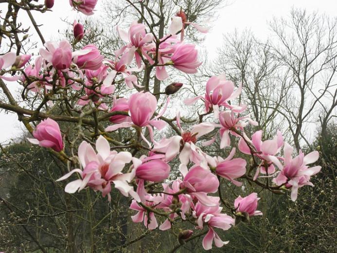 TÌNH YÊU CÂY CỎ - Page 65 Magnolia%20sprengeri%20var%20Diva8