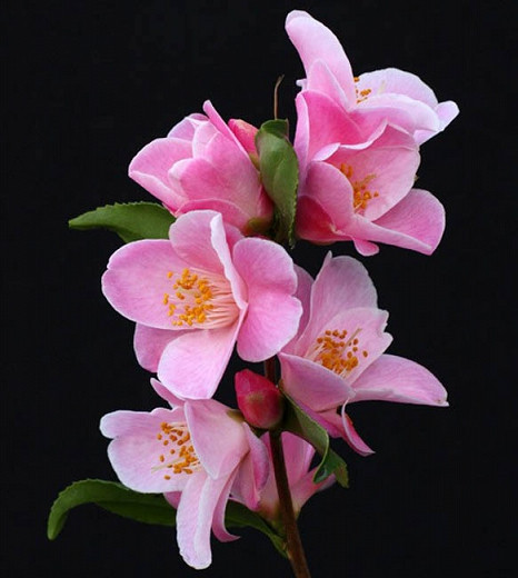 Camellia 'Minato-No-Akebono', 'Minato-No-Akebono' Camellia, Fall Blooming Camellias, Winter Blooming Camellias, Spring Blooming Camellias, Early to Late Season Camellias, Pink flowers, Pink Camellias
