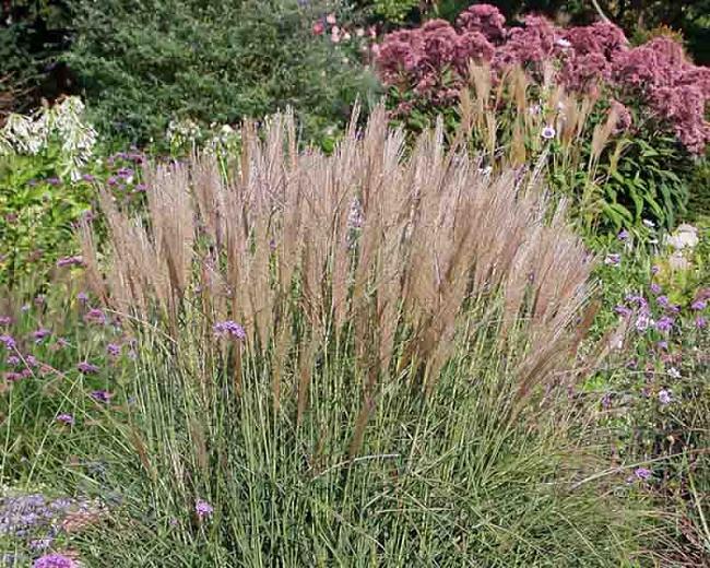 Miscanthus Sinensis Kleine Silberspinne Chinese Silver Grass Miscanthus Sinensis Kleine Silberspinne Chinese Silver Grass