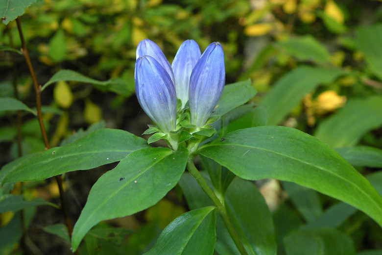 Gentiana asclepiadea, Willow Gentian, Milkweed Gentian, Blue flowers, Rock Garden Perennial, Trumpet Gentian, Autumn Gentian, Fall Gentian